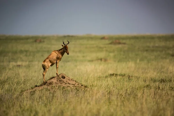 Hartebeest stands on termite mound in grassland — Stock Photo, Image