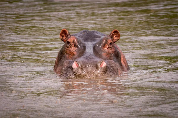 Kameraya bakarak çamurlu havuzda su aygırı