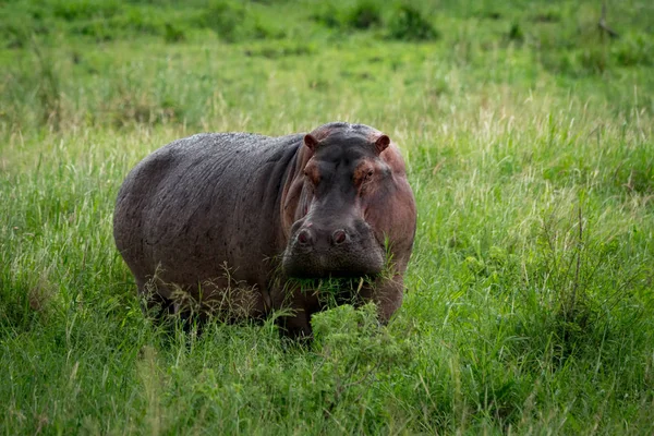 Hippopotame grignotant bouche pleine d'herbe sur la plaine — Photo