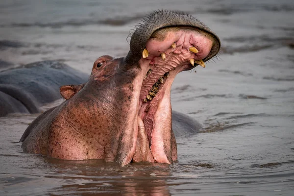 Hippopotamus opening mouth beside another in pool — Stock Photo, Image