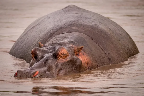 Hippopótamo descansando na piscina enlameada diante da câmera — Fotografia de Stock