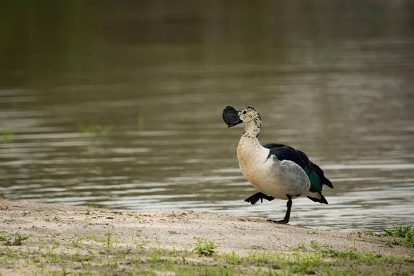 Кнопоклювая утка поднимает ногу, идущую по воде — стоковое фото