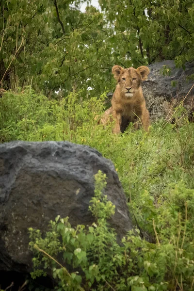 Lion cub sits between rocks in bushes — Stock Photo, Image