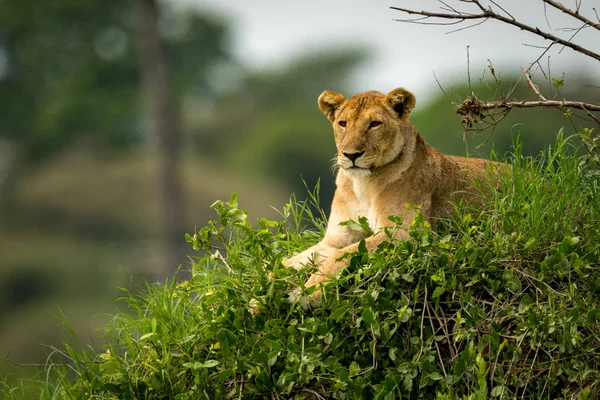 Dişi aslan çimenli tümsek yalan sol görünüyor — Stok fotoğraf