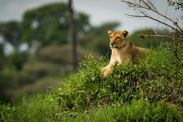 Dişi aslan çimenli tümsek yalan sola bakıyor — Stok fotoğraf