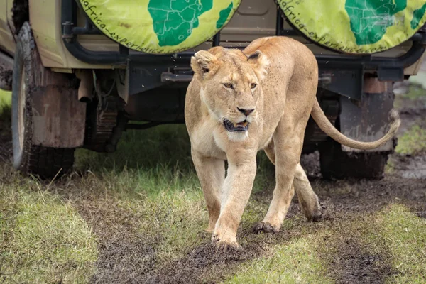 Löwin, die auf schlammigem Gras geht, blickt nach unten — Stockfoto