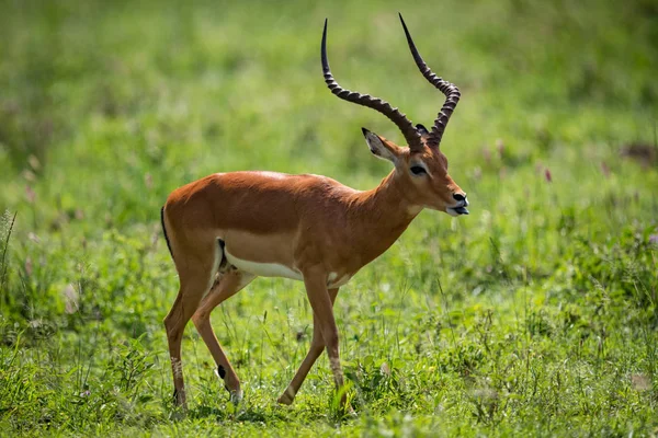 Impala maschio che attraversa praterie con lingua fuori — Foto Stock