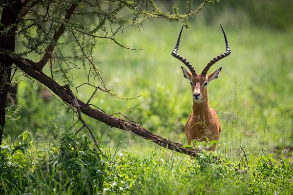 Male impala facing camera hides behind tree — Stock Photo, Image