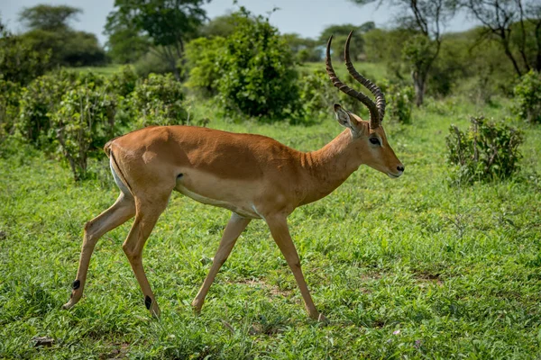 Masculino impala no perfil andando passado arbustos — Fotografia de Stock