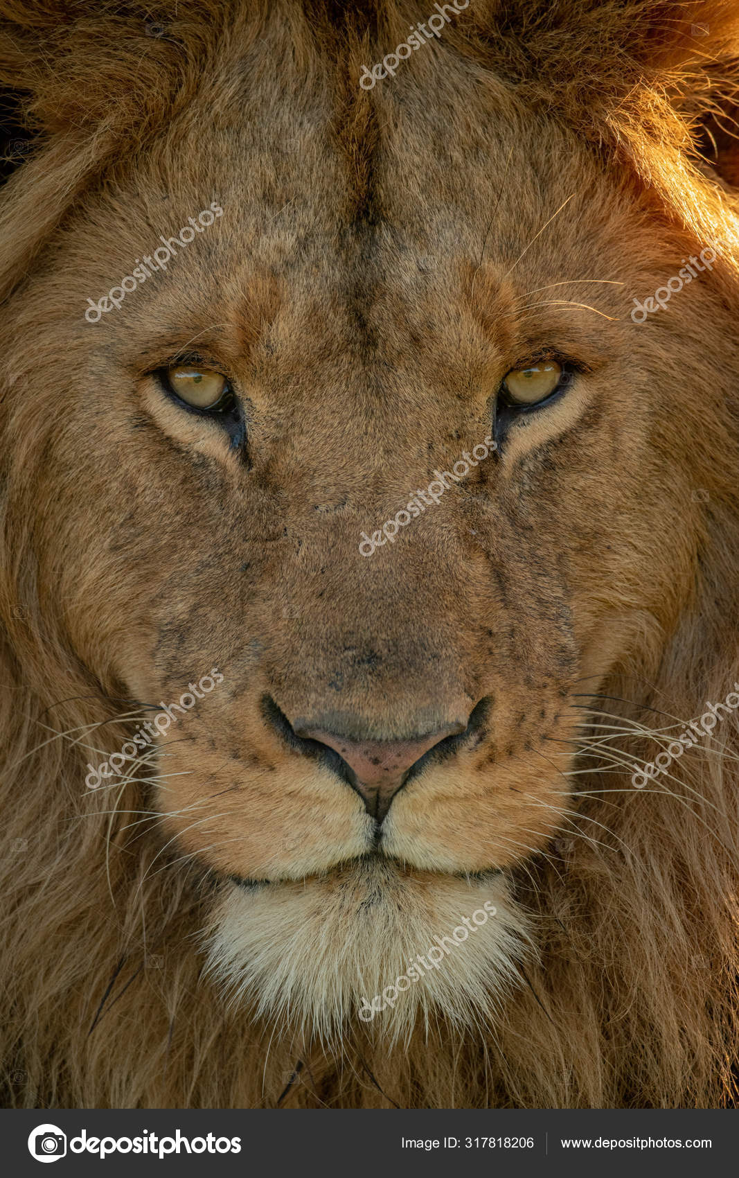 雄ライオンの顔のクローズアップカメラ ストック写真