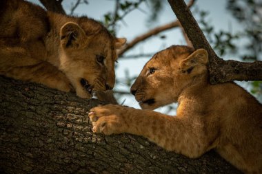 Kafa kafaya yatan iki aslan yavrusunun yakın çekimi.
