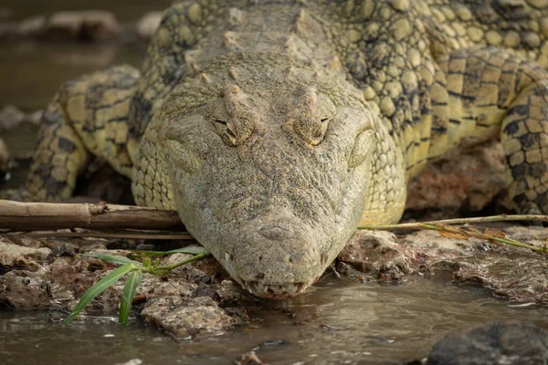 Close-up de cabeça de crocodilo do Nilo na margem do rio — Fotografia de Stock