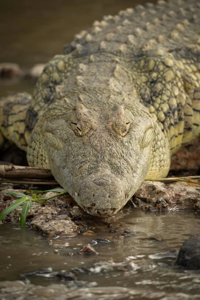 Nílusi krokodil közeli fekvése a folyóparton — Stock Fotó