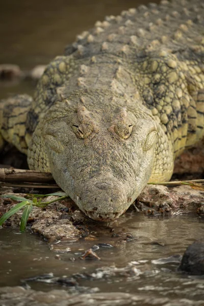 Närbild av Nilkrokodil ligger på flodstranden — Stockfoto