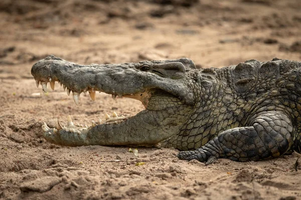 Close-up de crocodilo do Nilo com a boca aberta — Fotografia de Stock