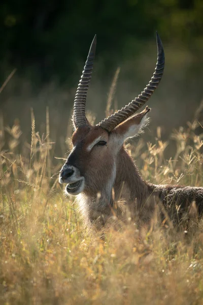 Närbild av manliga Defassa vattenbock äta gräs — Stockfoto