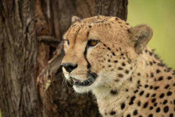 Close-up of male cheetah sitting beside trunk — Stock Photo, Image