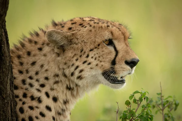 Close-up of male cheetah sitting by trunk — Stock Photo, Image