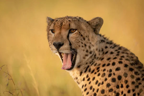 Close-up van mannelijke cheeta geeuwen met bokeh — Stockfoto