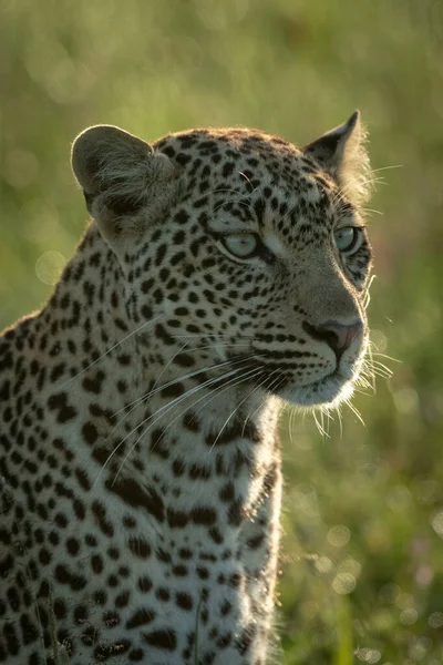 Primo piano della testa e delle spalle di leopardo maschio — Foto Stock