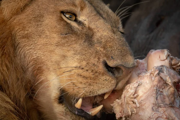Detailní záběr lva samčího žvýkání buvolí stehna — Stock fotografie