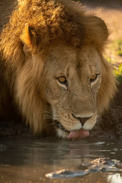 Primer plano del león macho bebiendo de la piscina —  Fotos de Stock