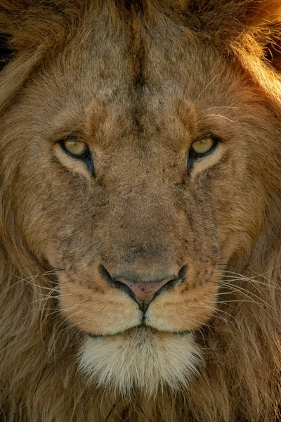 Close-up van mannelijke leeuw gezicht eyeing camera — Stockfoto