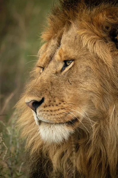 Primer plano de cara de león macho mirando a la izquierda — Foto de Stock