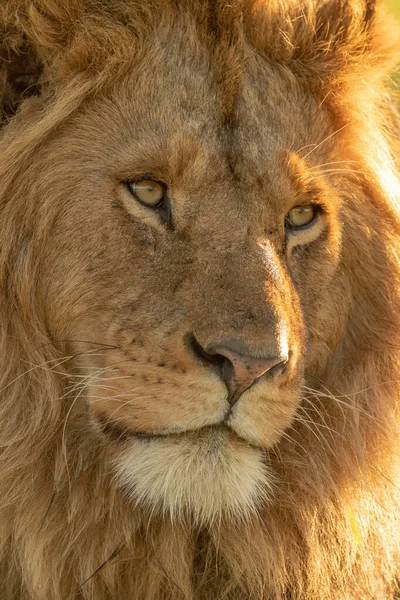 Primer plano de la cara de león macho giró a la derecha — Foto de Stock