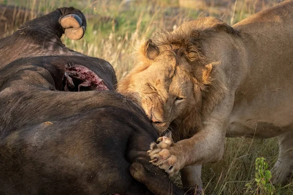 Närbild av manliga lejon gnagande buffel slaktkropp — Stockfoto