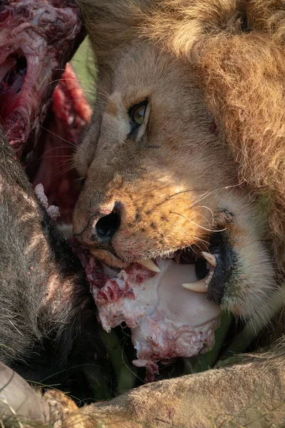 Close-up of male lion feeding on buffalo