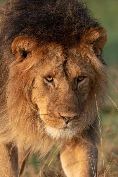 Γκρο πλαν, αρσενικό λιοντάρι κεφάλι και τη χαίτη — Φωτογραφία Αρχείου