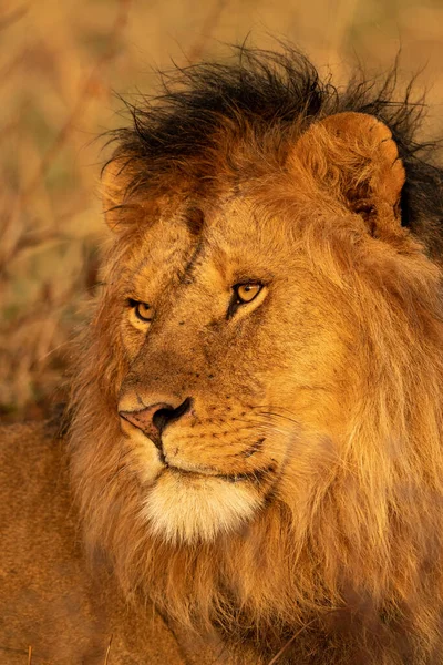 Close-up van mannelijke leeuwenkop in gras — Stockfoto