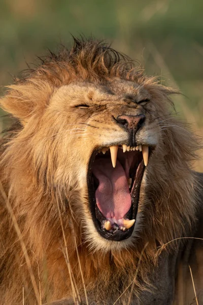 Nahaufnahme eines männlichen Löwen im Grasland beim Gähnen — Stockfoto