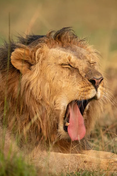 Primer plano del león macho en el bostezo de hierba — Foto de Stock