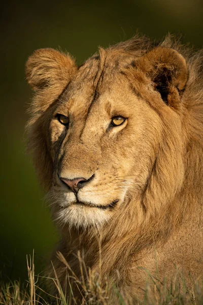 Γκρο πλαν του αρσενικό λιοντάρι στο μουσκεμένο γρασίδι — Φωτογραφία Αρχείου