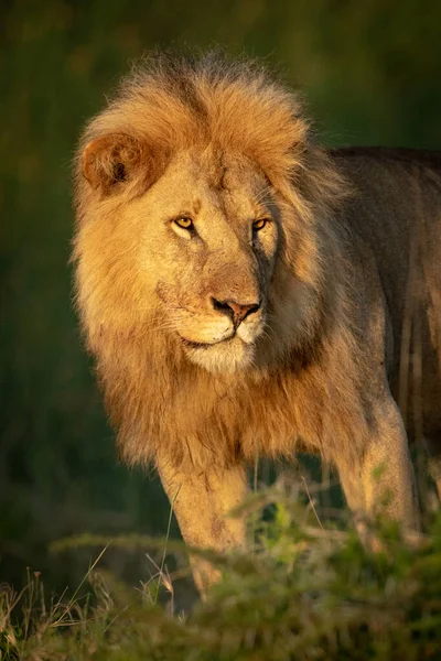 Gros plan du lion mâle debout regardant à gauche — Photo