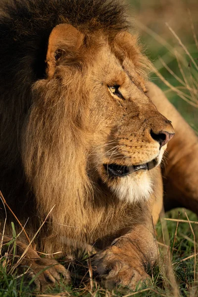 Close-up de leão macho ao sol da manhã — Fotografia de Stock