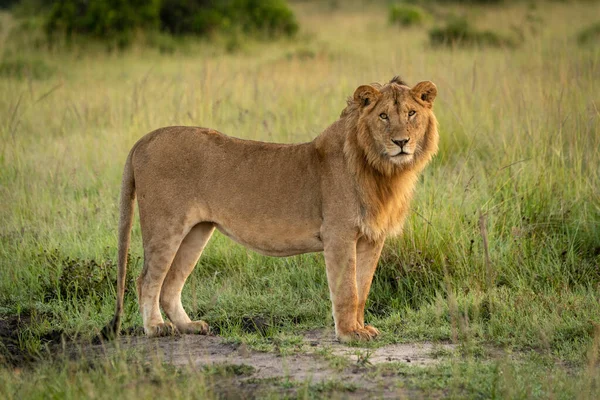 Gros plan de la caméra face au lion mâle debout — Photo