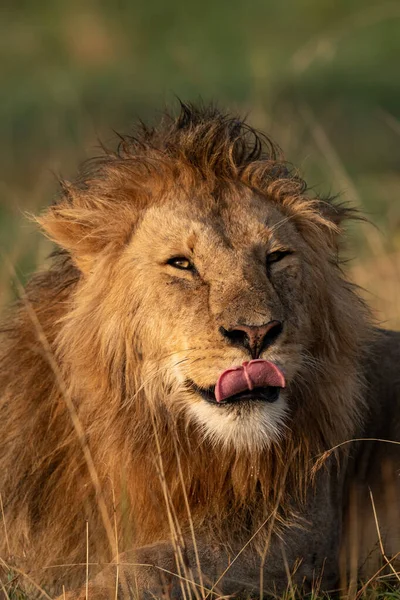 Close-up of male lion lying licking lips — Stock Photo, Image