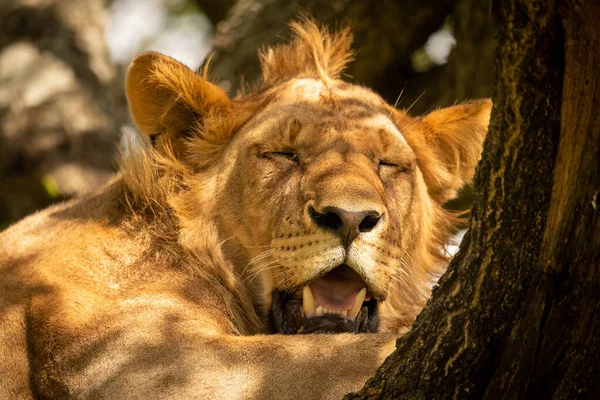 Nahaufnahme eines männlichen Löwen, der auf einem Ast schläft — Stockfoto