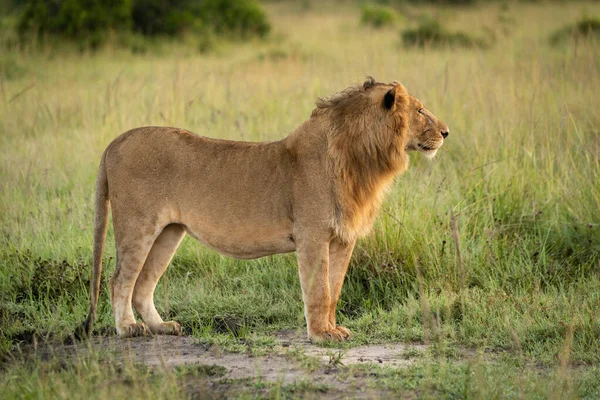 Close-up de leão macho em pé no perfil — Fotografia de Stock