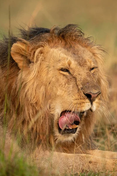 Крупный план самца льва, зевающего в траве — стоковое фото