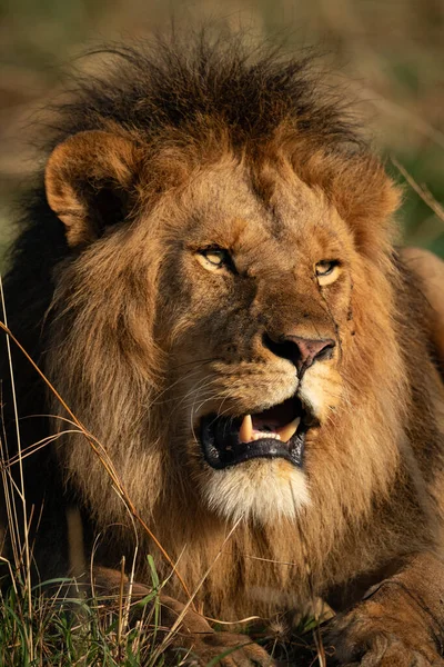 Gros plan du lion mâle avec la bouche ouverte — Photo