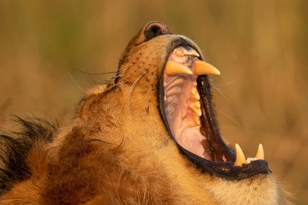 Zbliżenie samiec lew ziewanie pokazując zęby — Zdjęcie stockowe