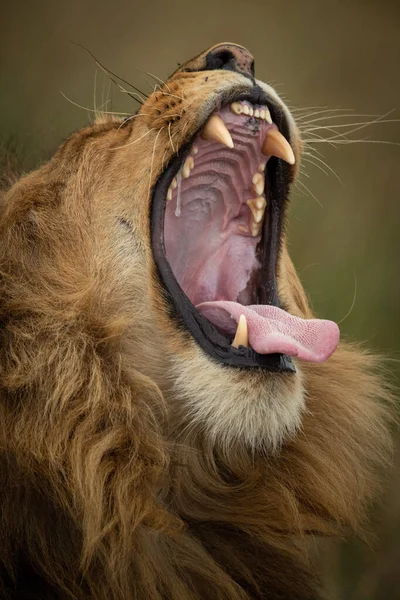 Close-up of male lion yawning in grassland — Stock Photo, Image