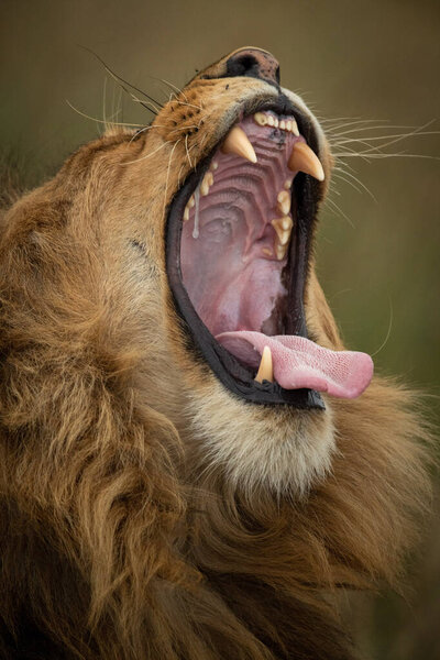 Close-up of male lion yawning in grassland