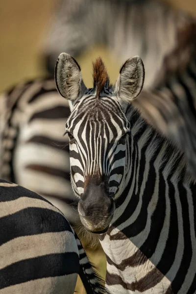 Close-up de cabeça de zebra planícies entre outros — Fotografia de Stock