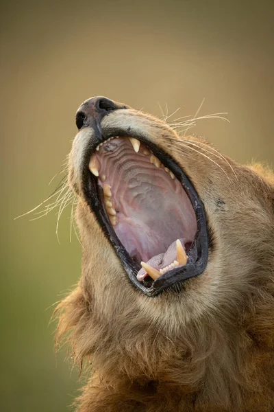 Nahaufnahme des offenen Mauls eines gähnenden Löwen — Stockfoto