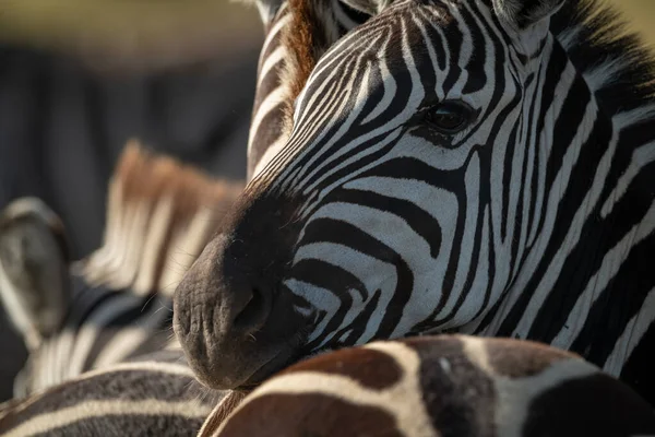 Close-up de planícies zebra descansando assistindo câmera — Fotografia de Stock